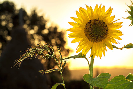 The Equinox, Late Summer and Autumn: a Time of Transitions